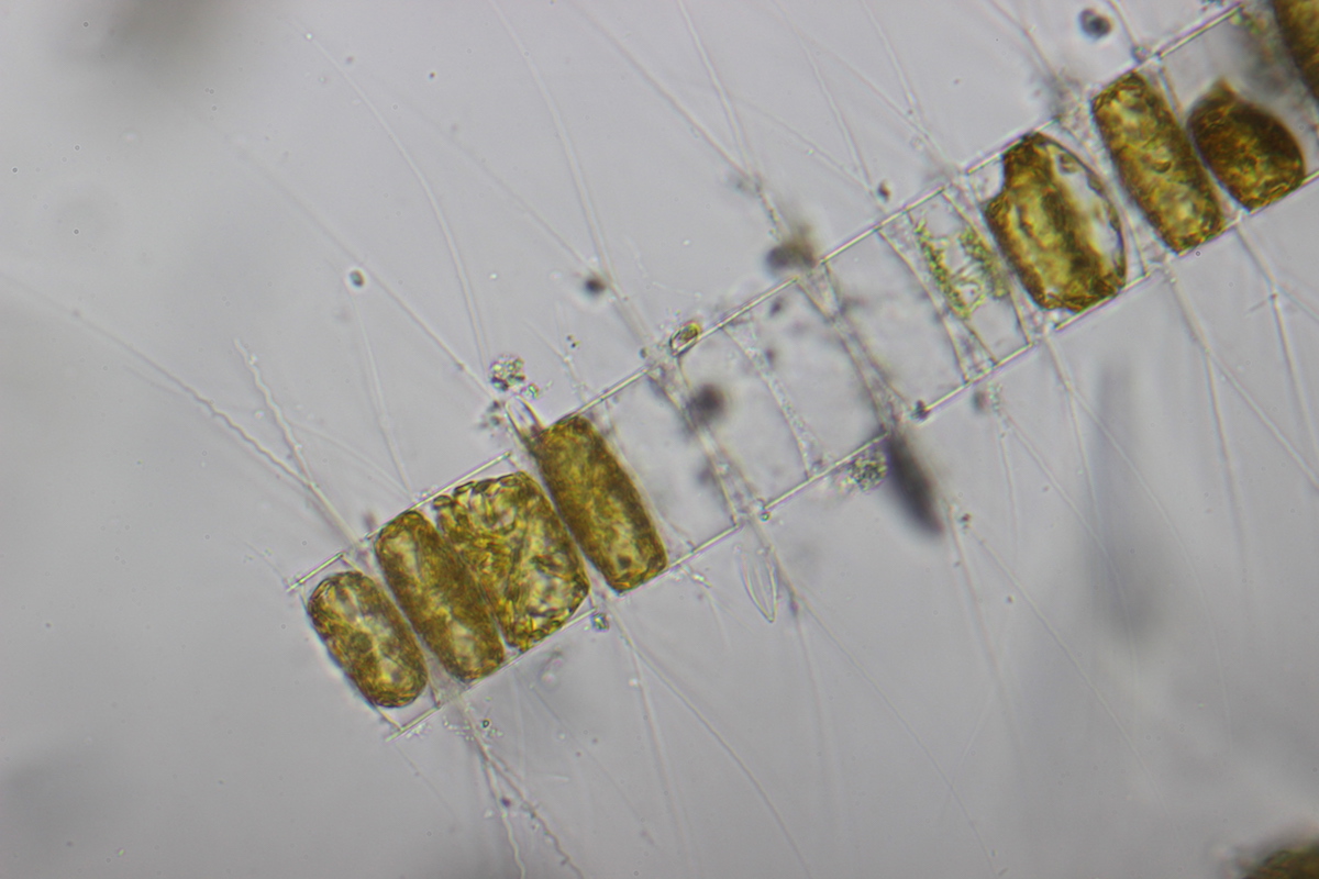 12:08:18_plankton Oostende_Bacteriastrum hyalinum_400x